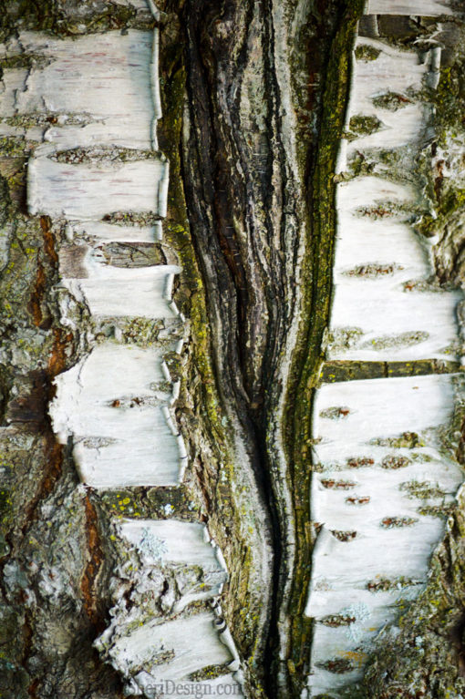 Stock Image - Tree Bark - Sheri Lossing, photographer