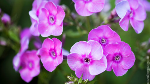Phlox Flower Stock Image