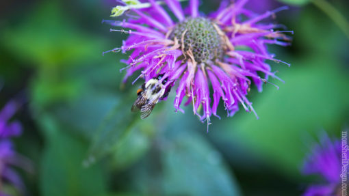 Stock Image - Bee Balm with Bee-watermarked
